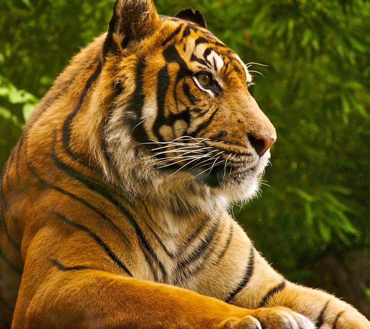 Royal Bengal Tiger