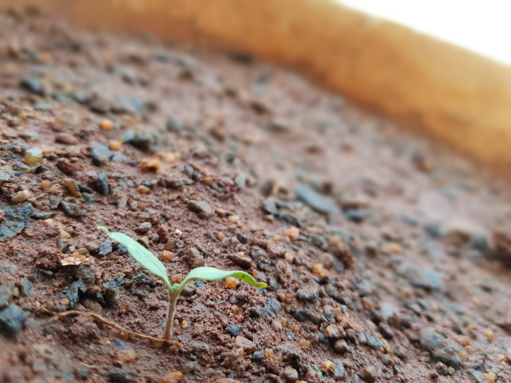 birth of a tree to be..