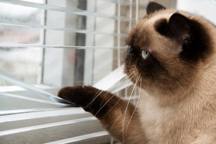 when try e r u siamese