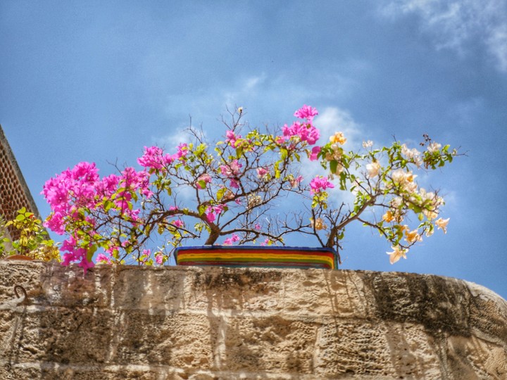 Flowers on the wall