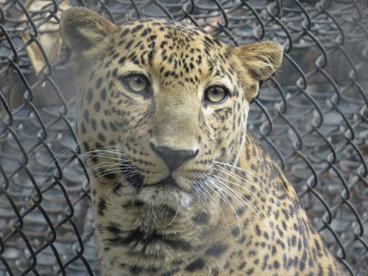 leopard