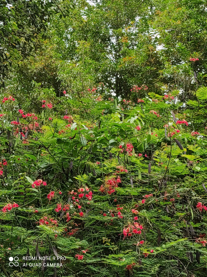 A Day at Pula Ubin