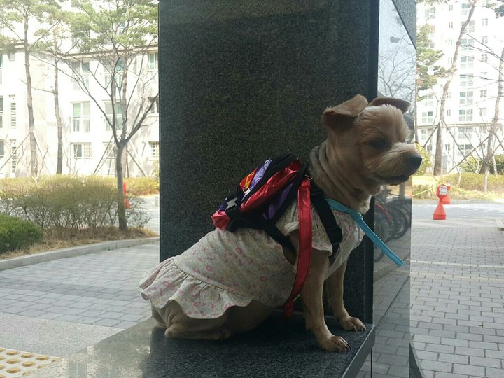 귀여운 머니