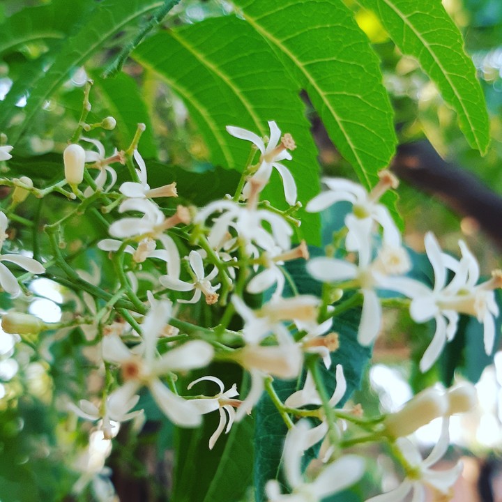Neem