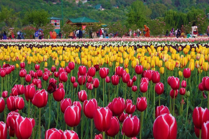 Tulip festival