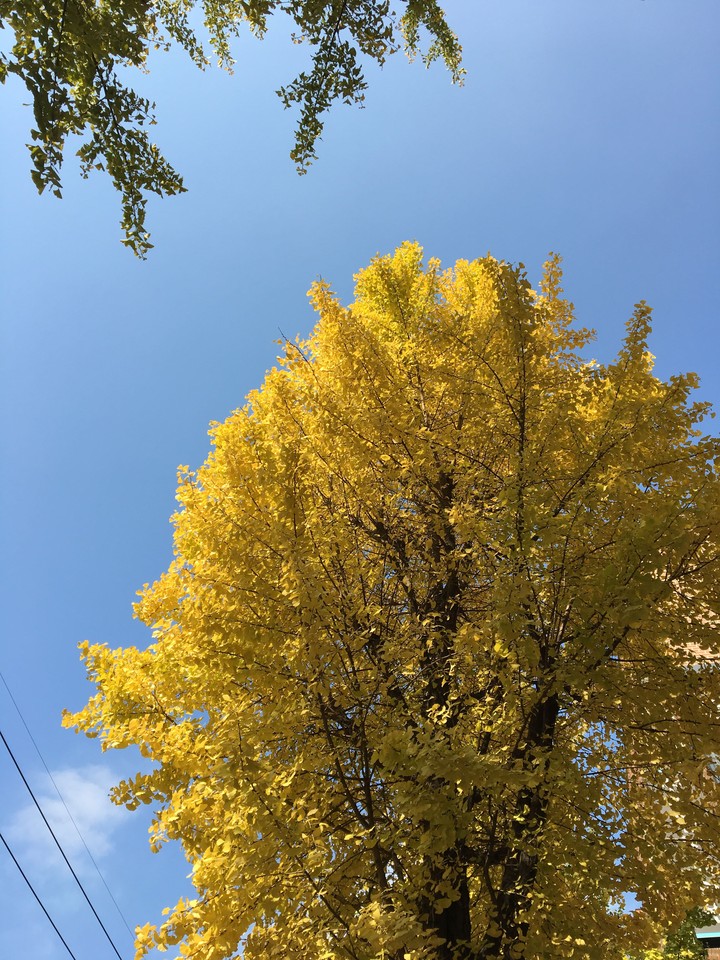 가로수길 하늘 Sky Ginkgo