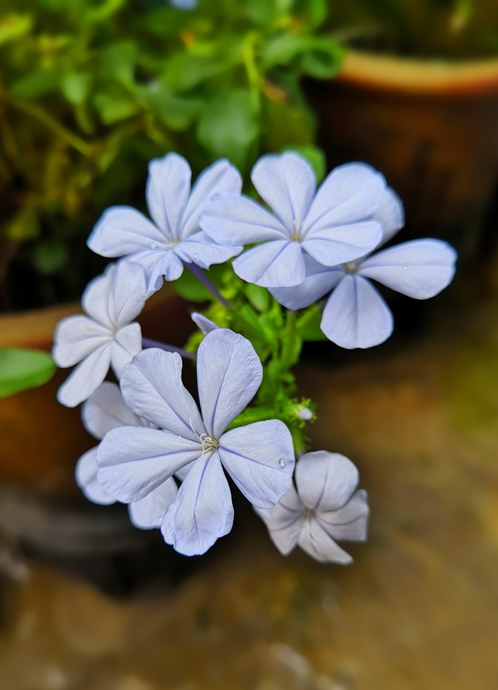 Purple flower 2.0