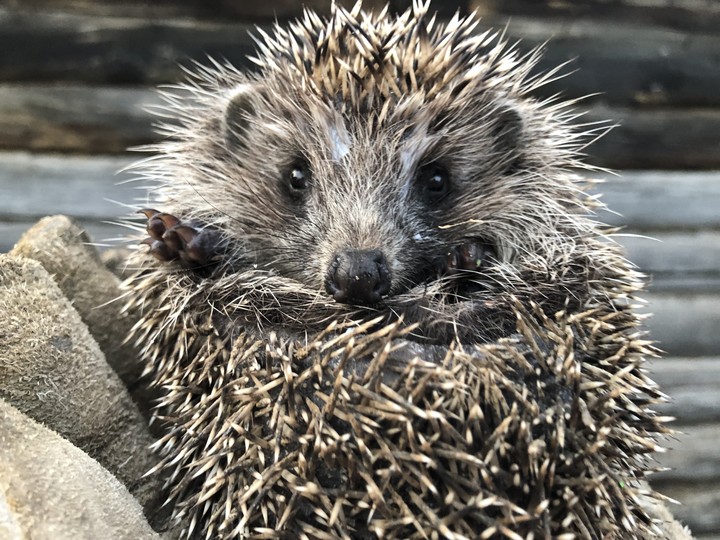 Hedgehog