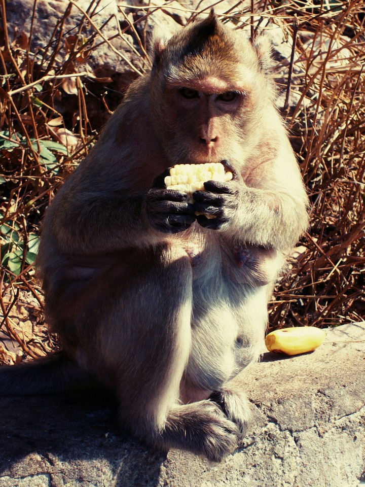 monkey