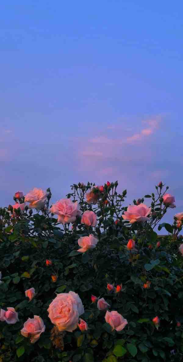 rose