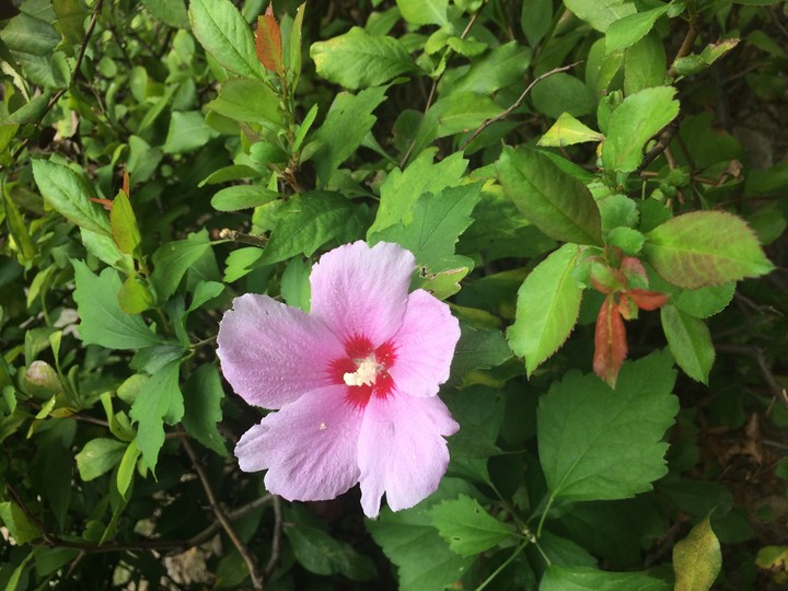 무궁화 Republic of Korea' s Flower.