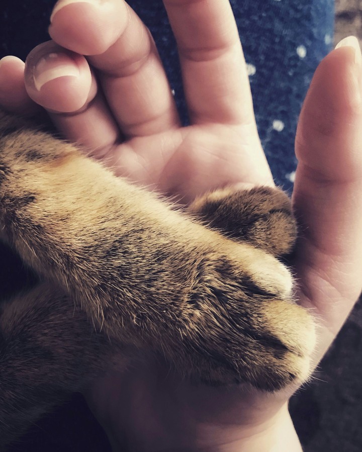 Small paw