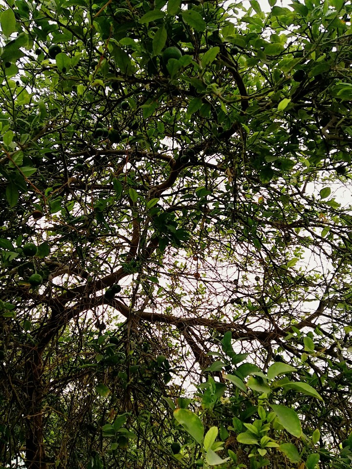 lemon tree
