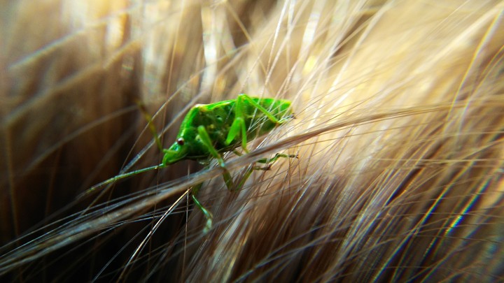 Insect in the hair