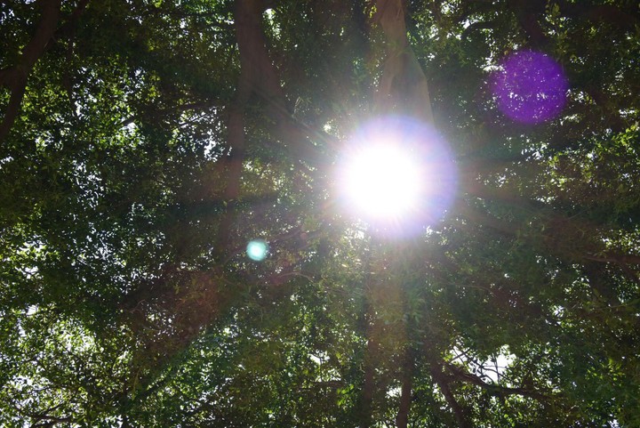 sun and tree