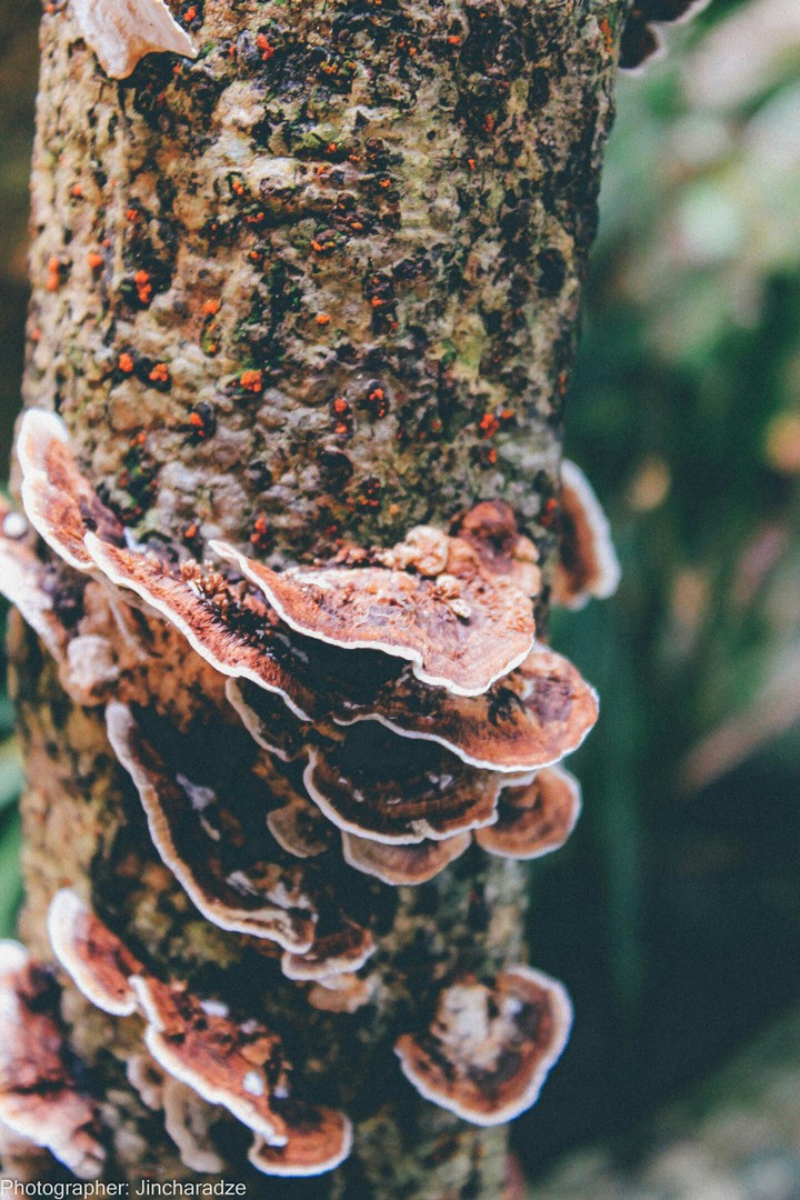 tree