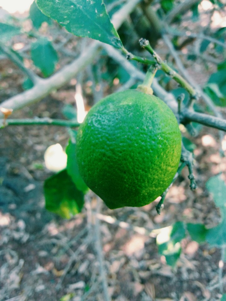 limon