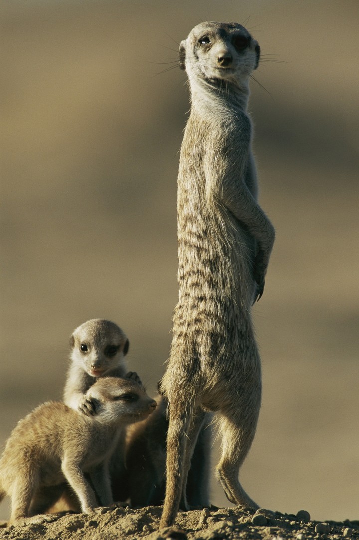 Meerkats