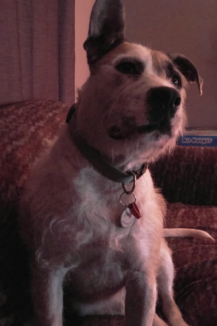 Wally dog is cute