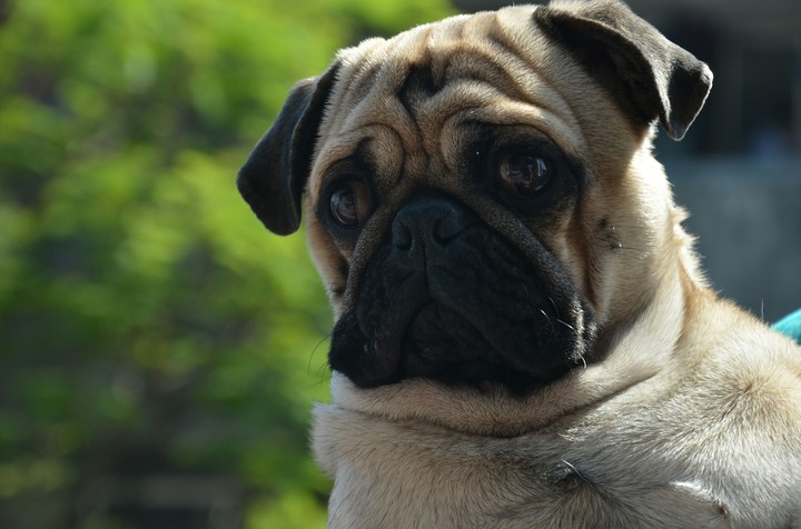 Mylo posing for picture 