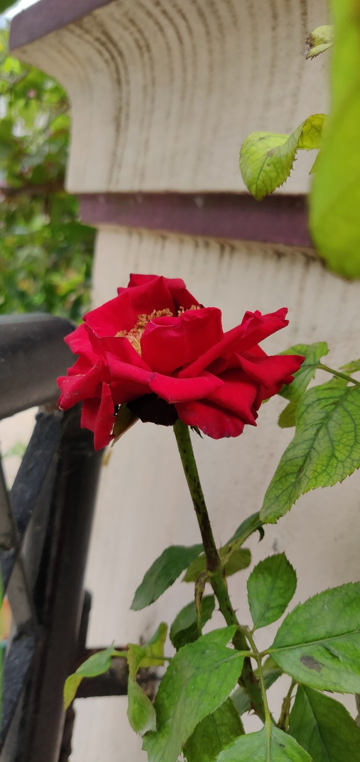 Redrose