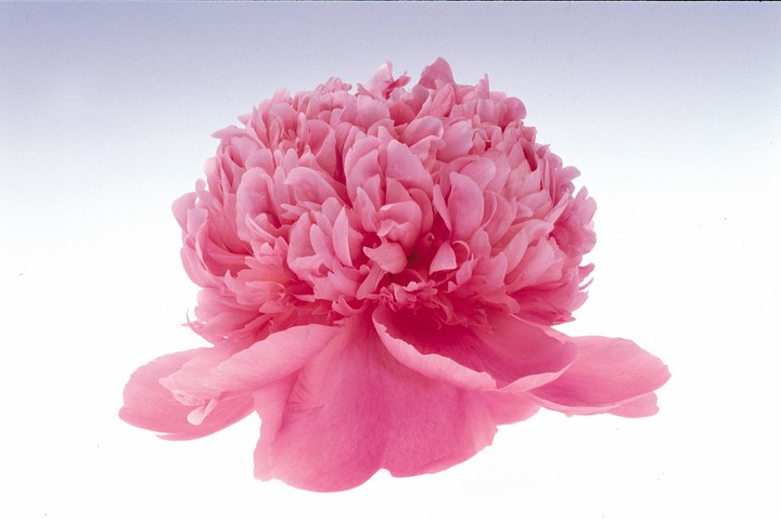 Beautiful Flowers