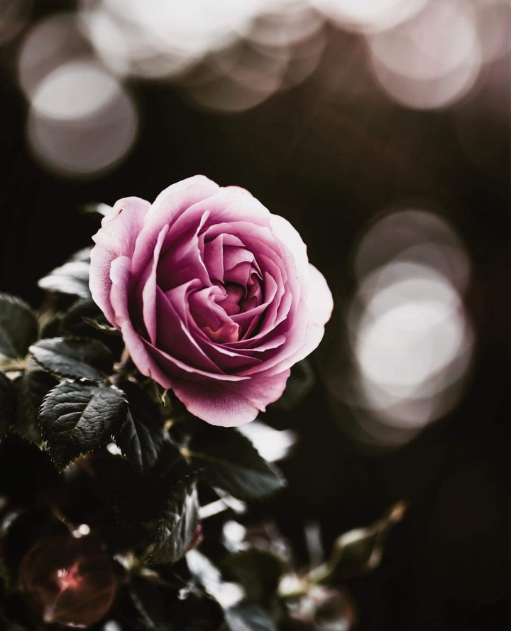 rose