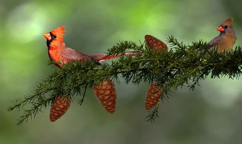 sfondi beak, songbirds