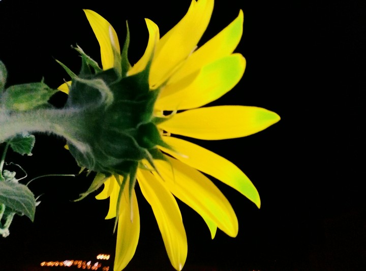 sun flower