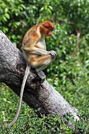long tail
