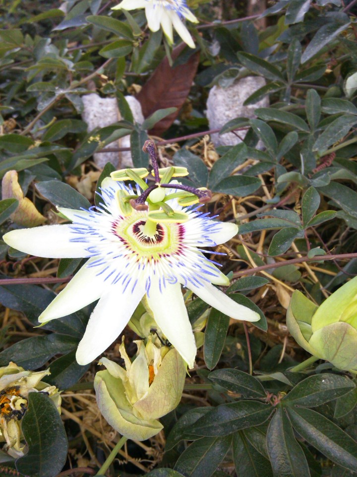 a flower