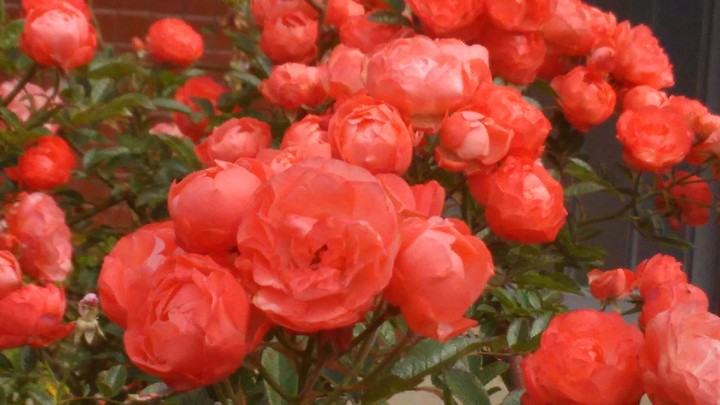 fleurs