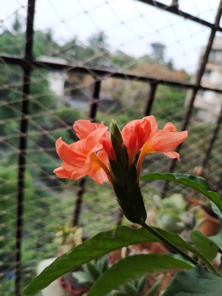 orange flowers