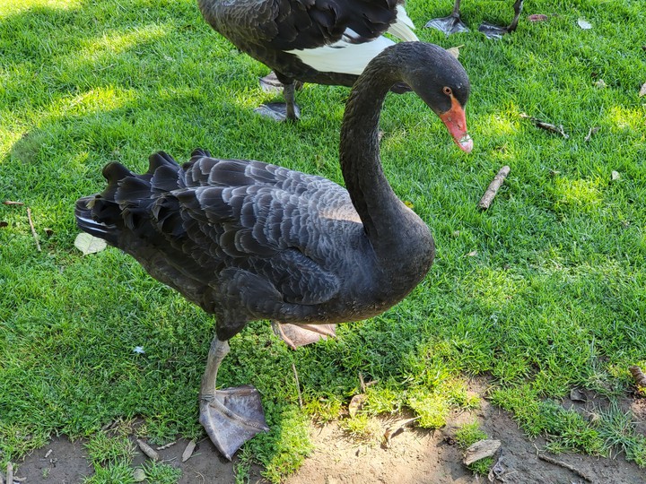 Western Springs Lakeside Park Auckland New Zealand 18/09/21
