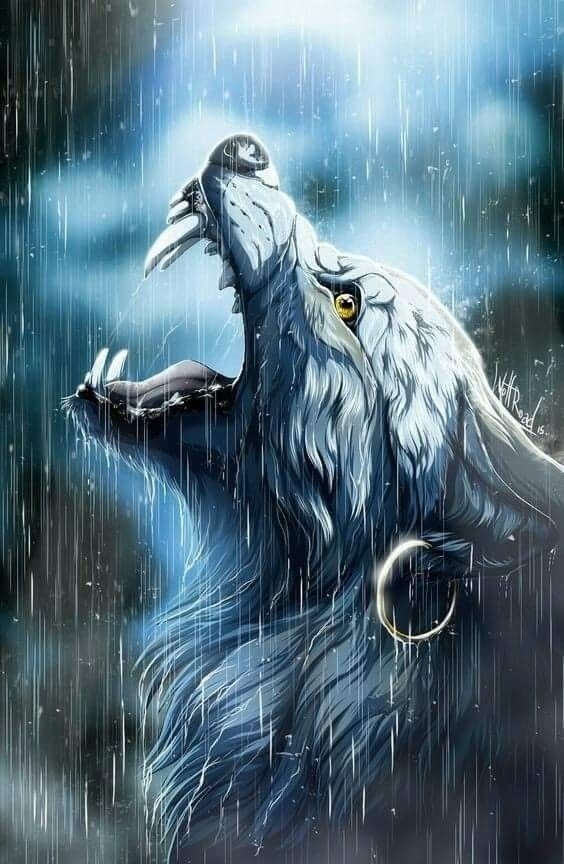 Wolf