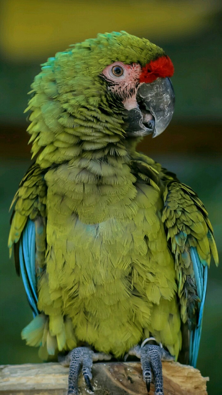 perroquet