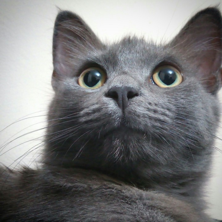 Cat eyes