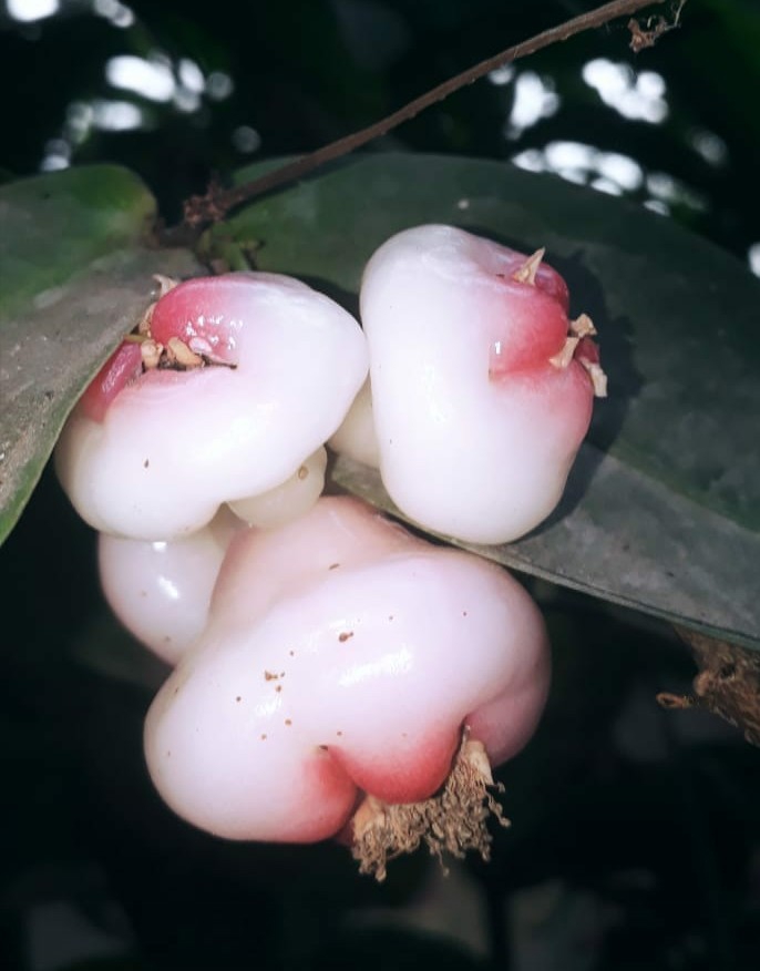 chambakka