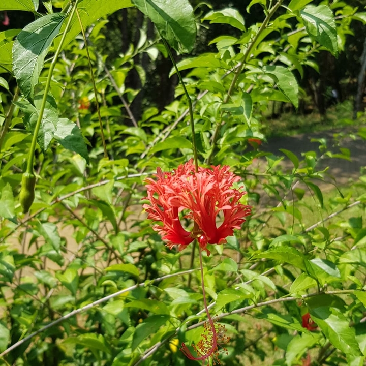 flowers