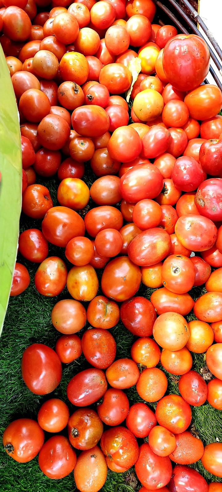 tomatos