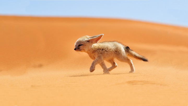 Fennec Fox