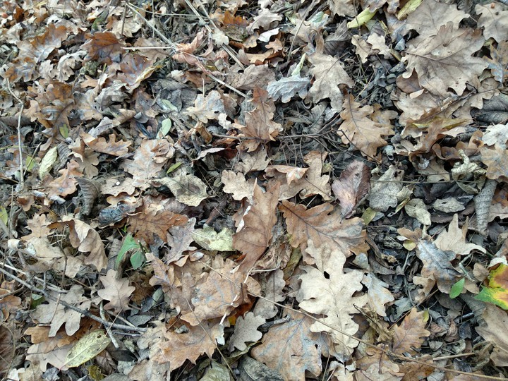 Autumn