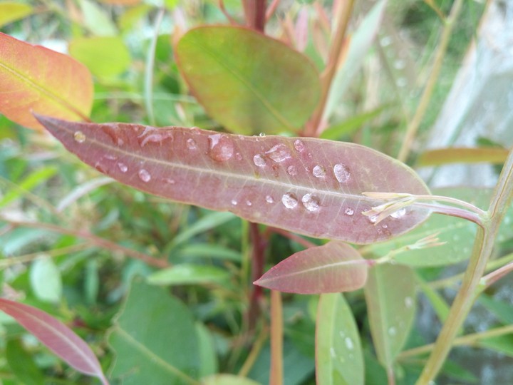 leaf