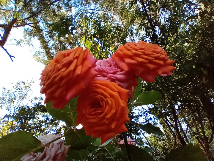 rosas
