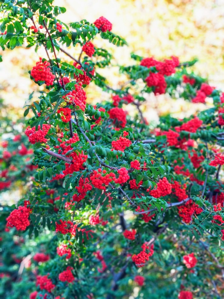 autumn in red