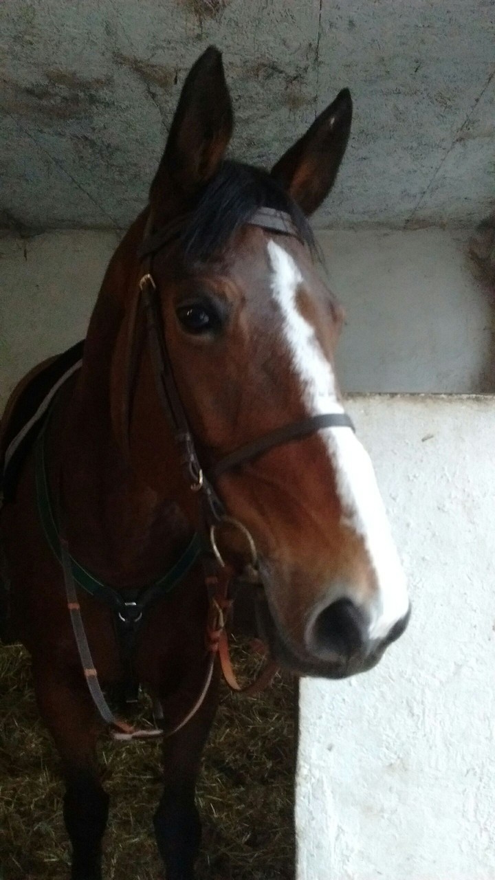 brown horse