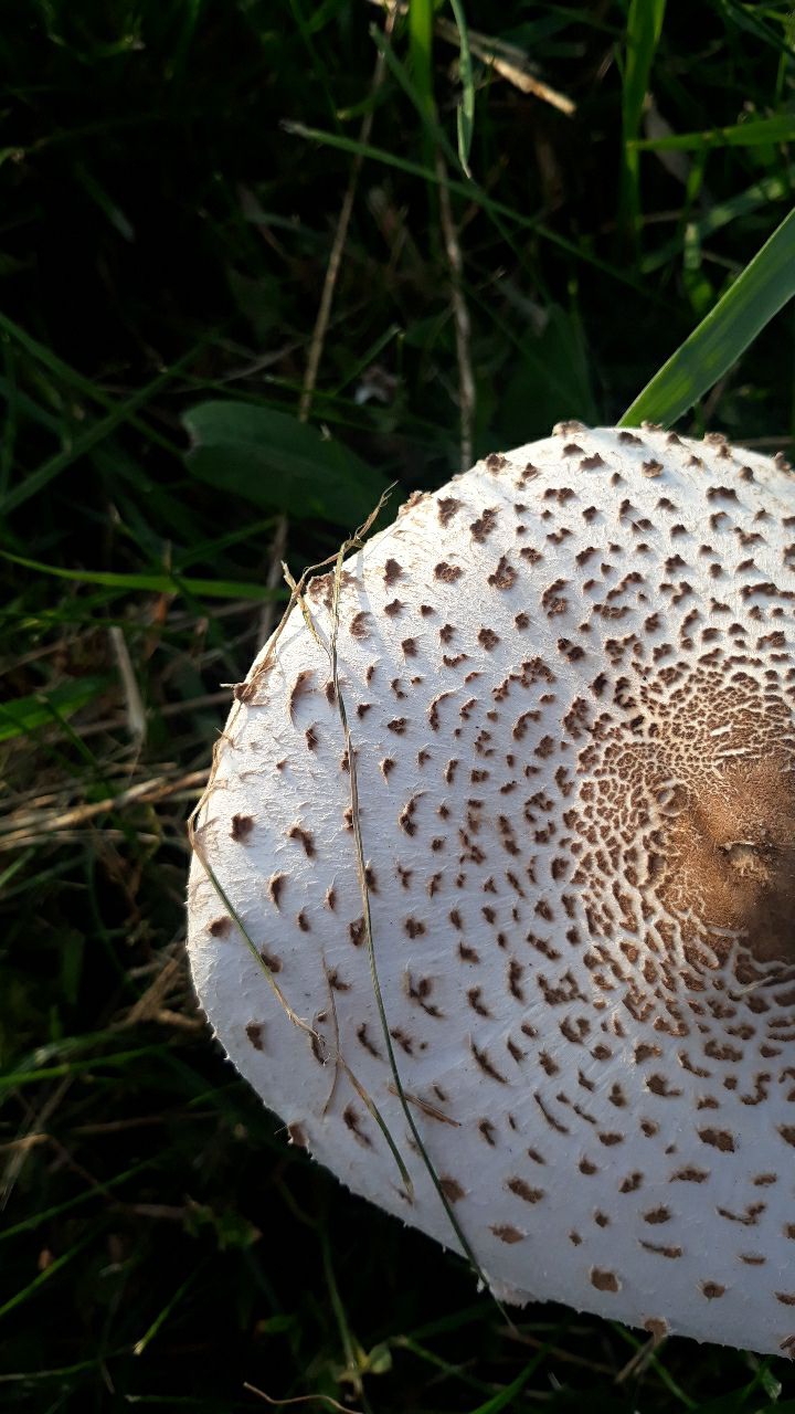 Nature 1