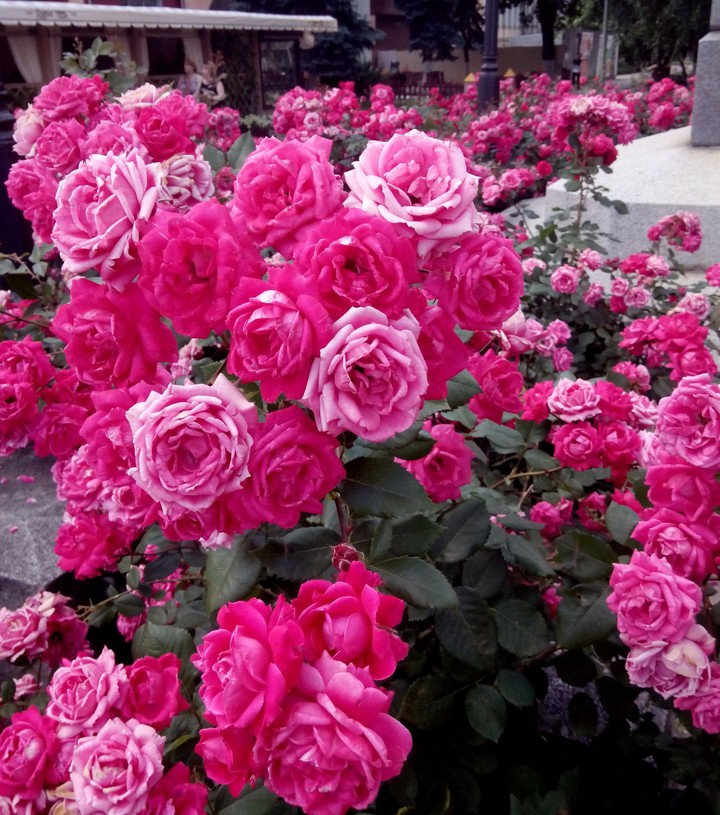 Rosy splash