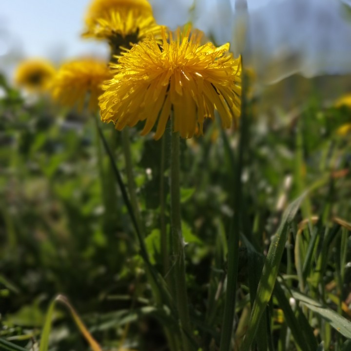 paardebloem