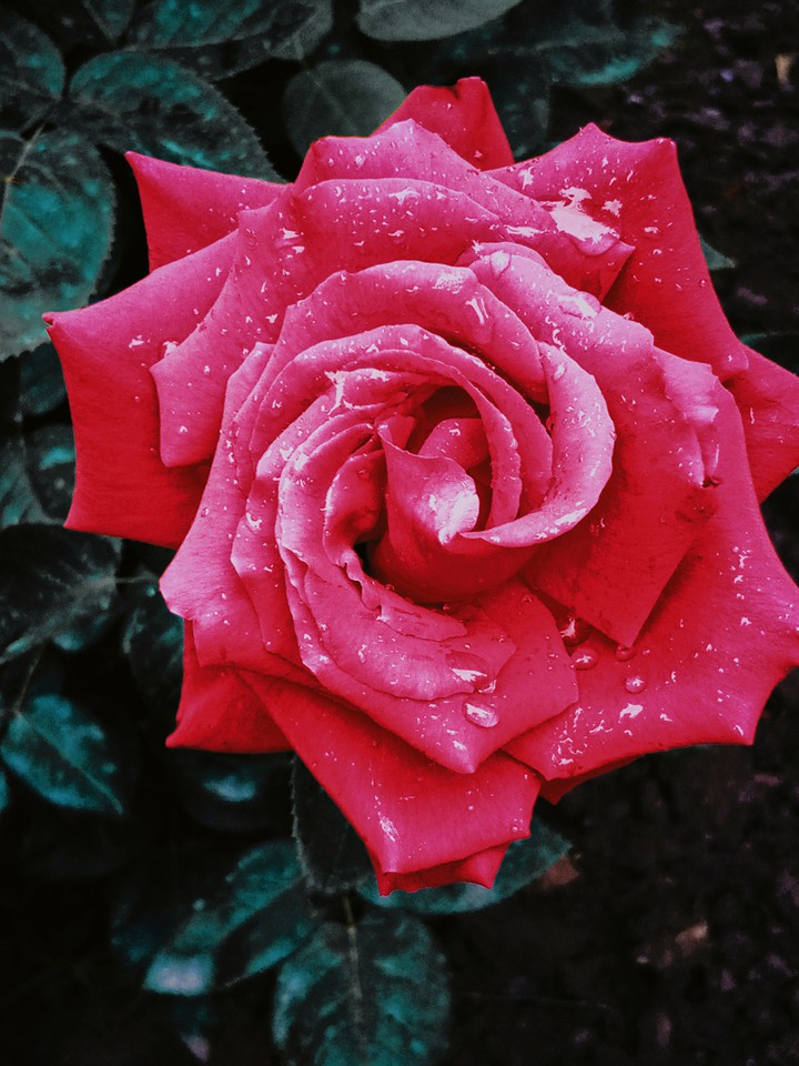 rose